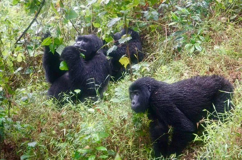 Why Mountain Gorillas are Visited Once And For One Hour