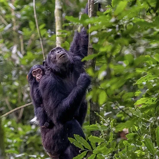 Why are Bwindi chimpanzees not habituated