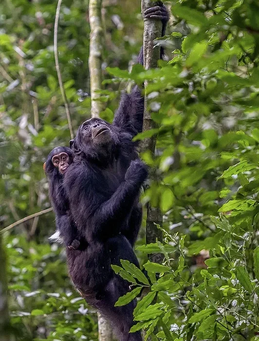 Why are Bwindi chimpanzees not habituated