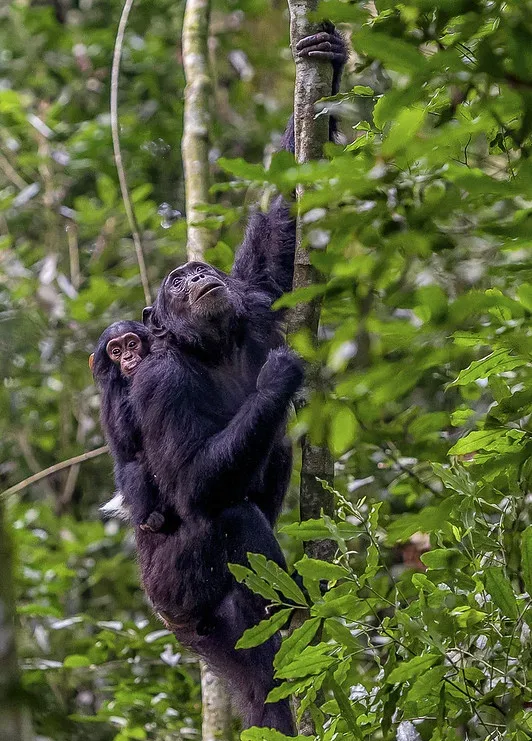 Why are Bwindi chimpanzees not habituated