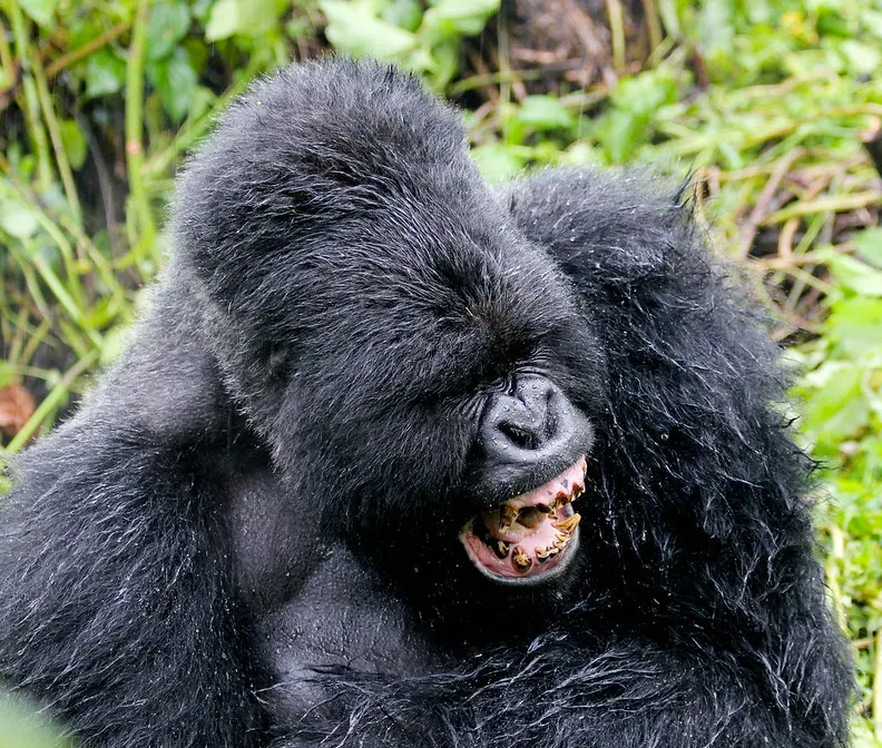 Why is gorilla trekking experience in Uganda and Rwanda for one hour