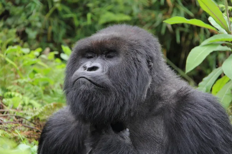 Why is the price of gorilla permits in Uganda and Rwanda so high