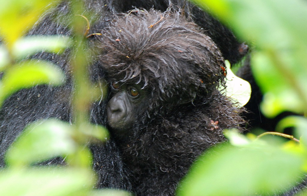 Why trek mountain gorillas