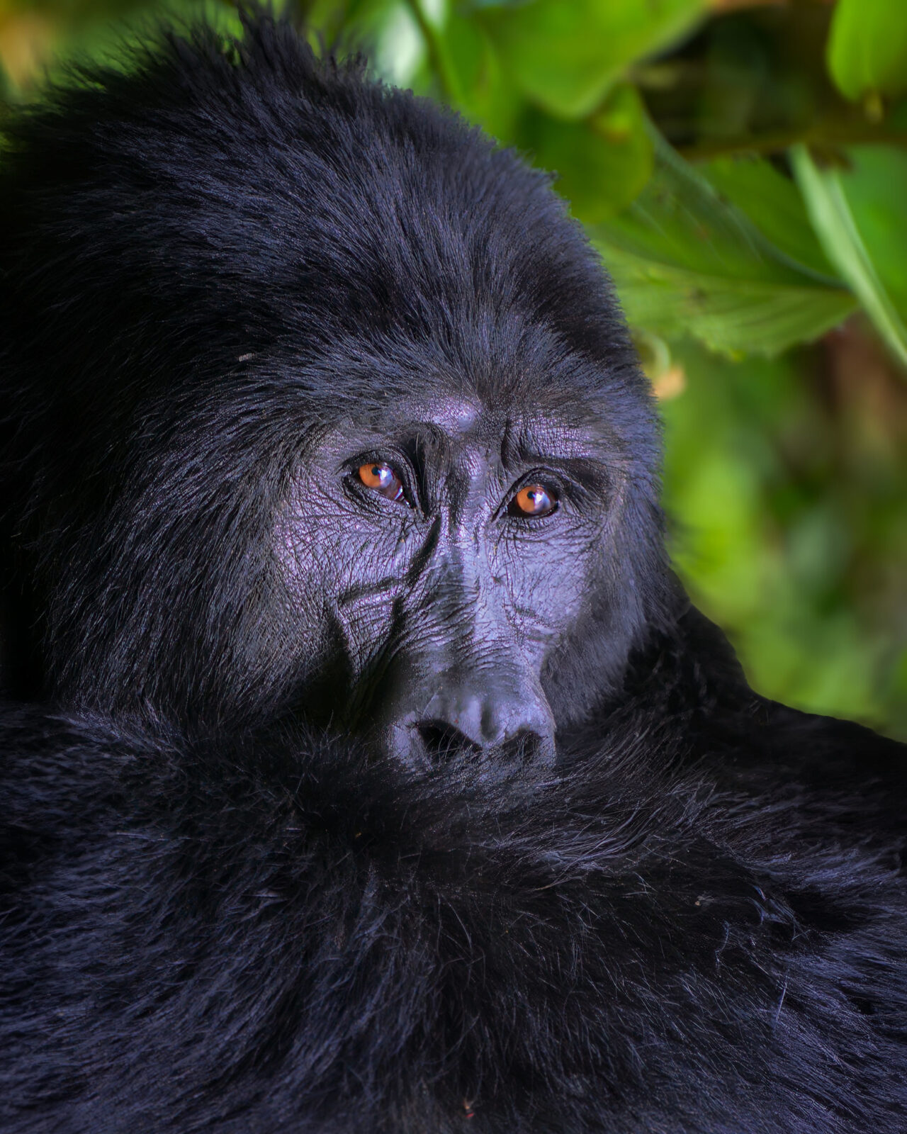 Why trek mountain gorillas