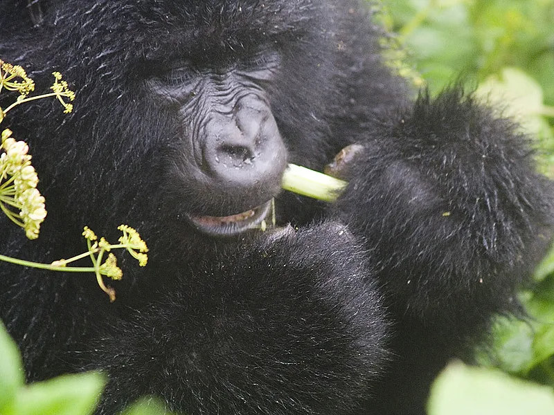 Why you should plan to do gorilla habituation experience in 2025.