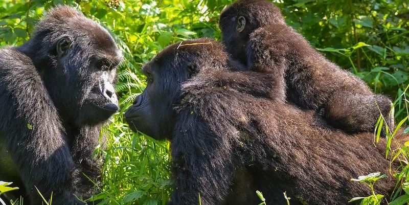 Why you should trek gorillas in Rushaga region of Bwindi.