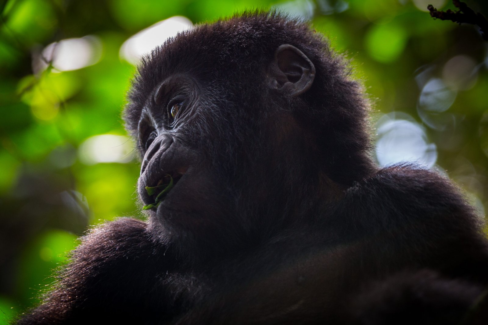 3-Day Bwindi Gorilla Habituation safari