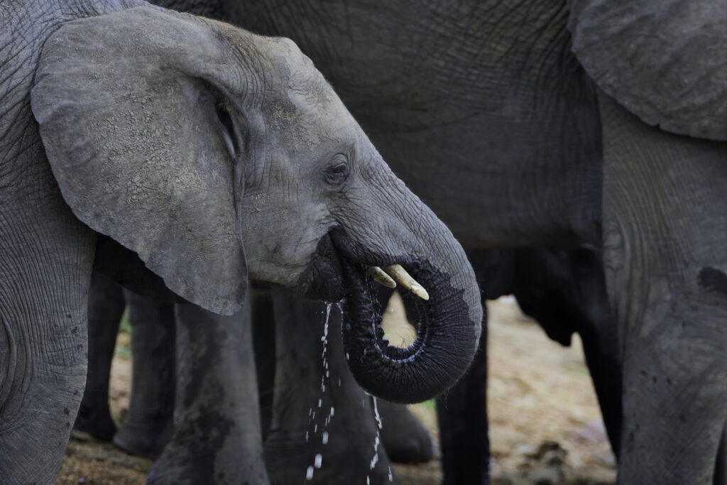 5-day safari to Queen Elizabeth National Park