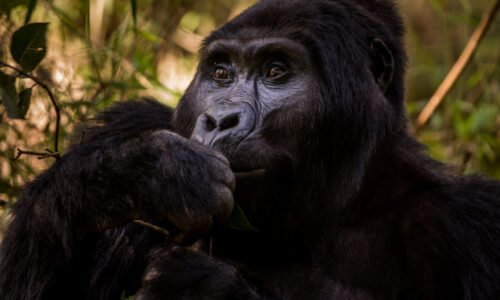 Best time to go on a gorilla safari on a budget