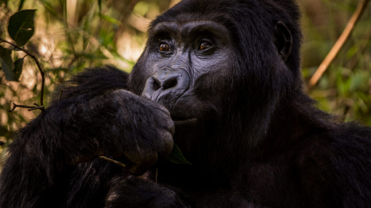 Best time to go on a gorilla safari on a budget