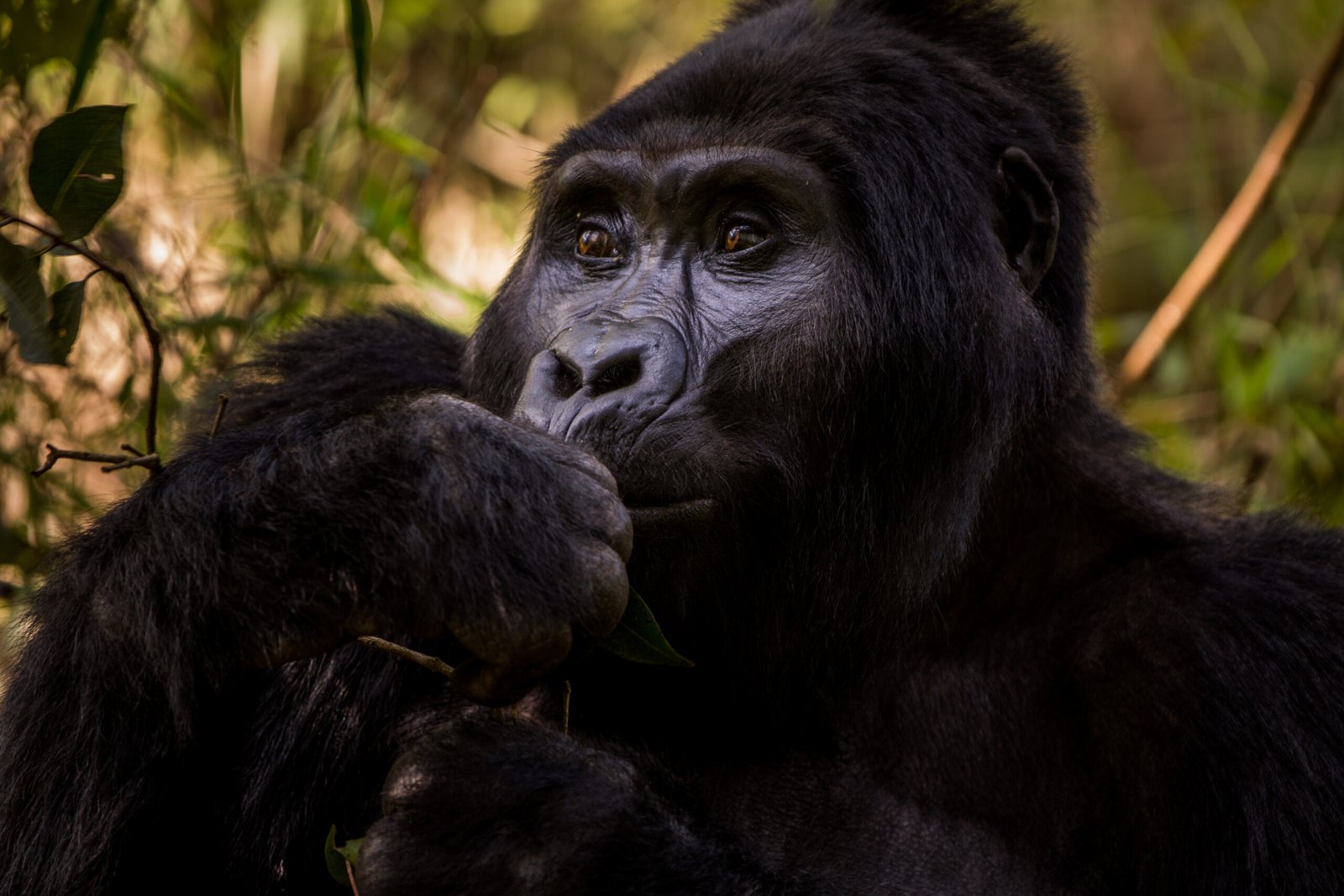 Best time to go on a gorilla safari on a budget