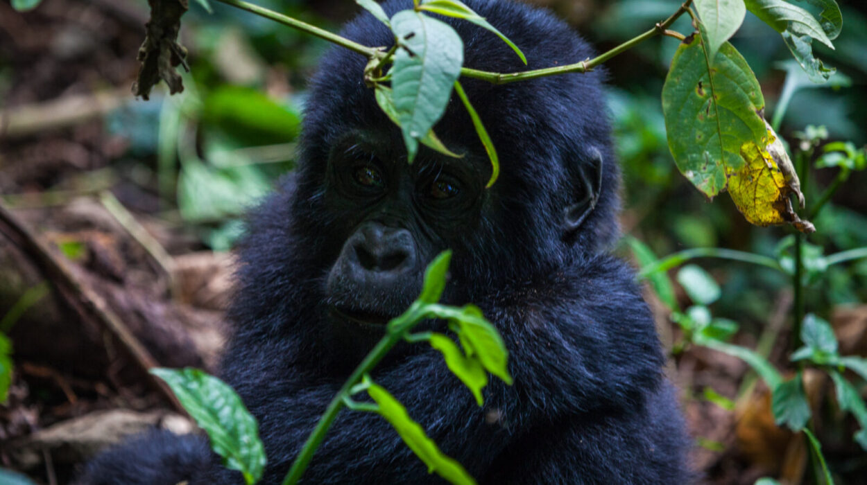 Booking gorilla permits in advance