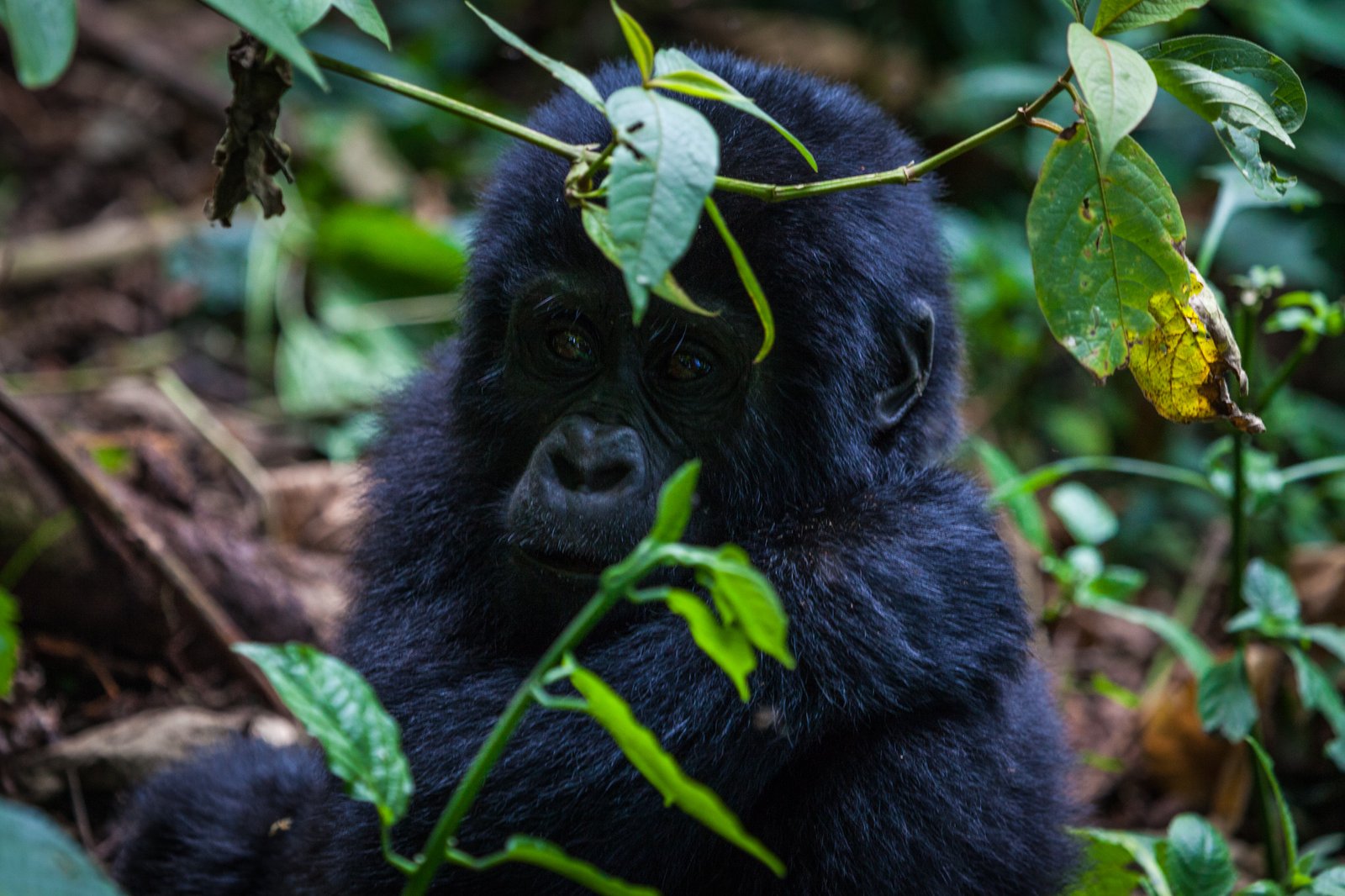 Booking gorilla permits in advance