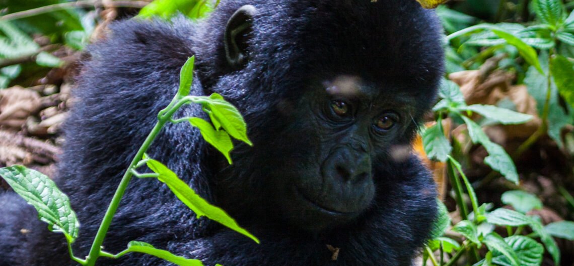 Cost of gorilla filming in Uganda