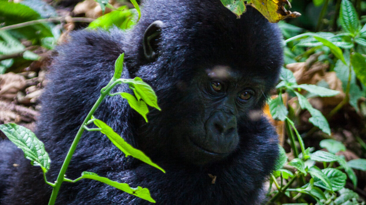 Cost of gorilla filming in Uganda