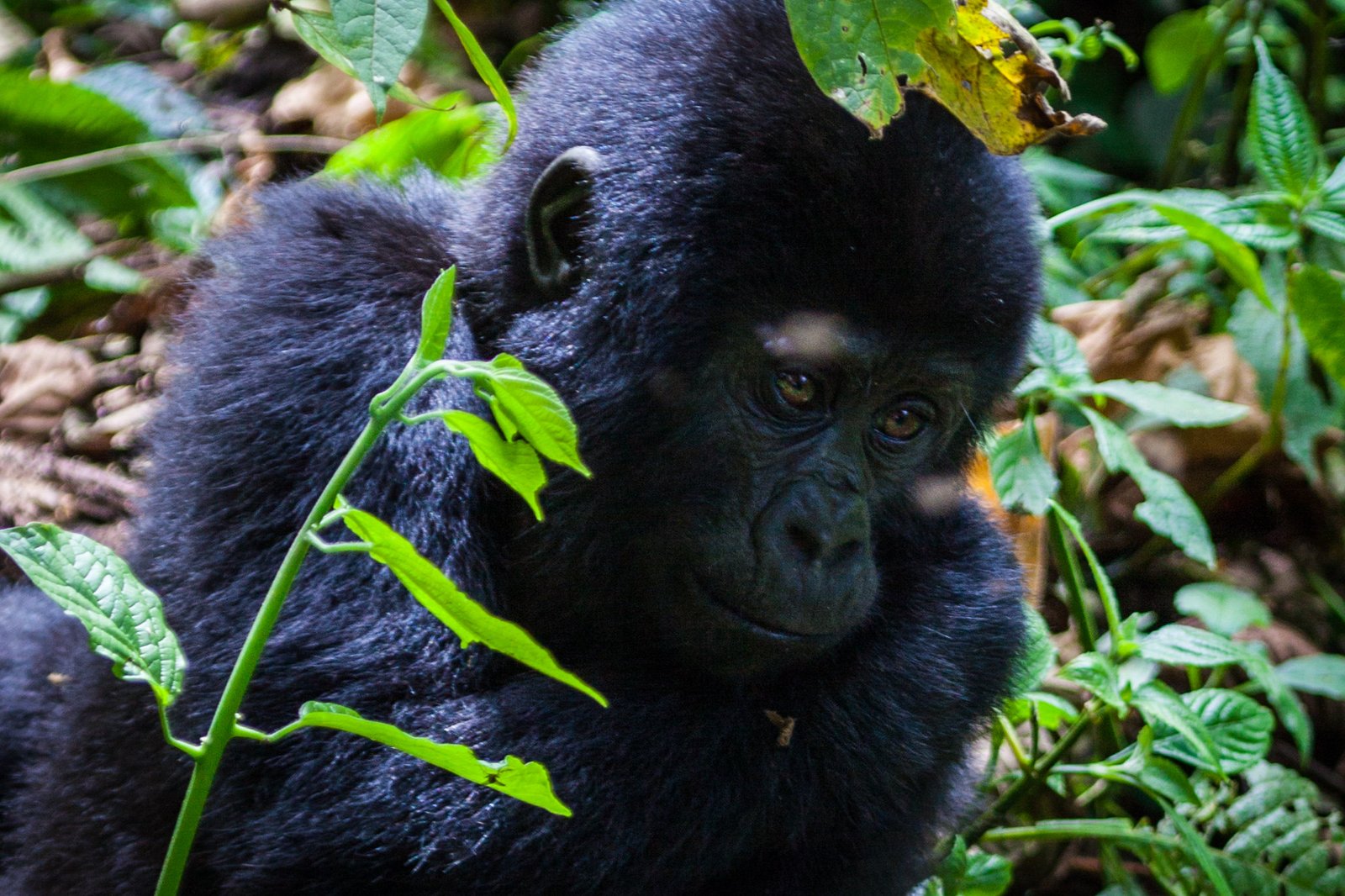 Cost of gorilla filming in Uganda