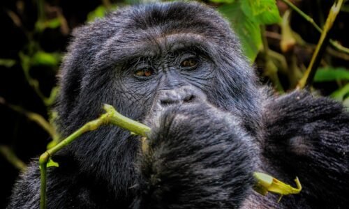 Family Safaris to Bwindi for Gorilla Trekking