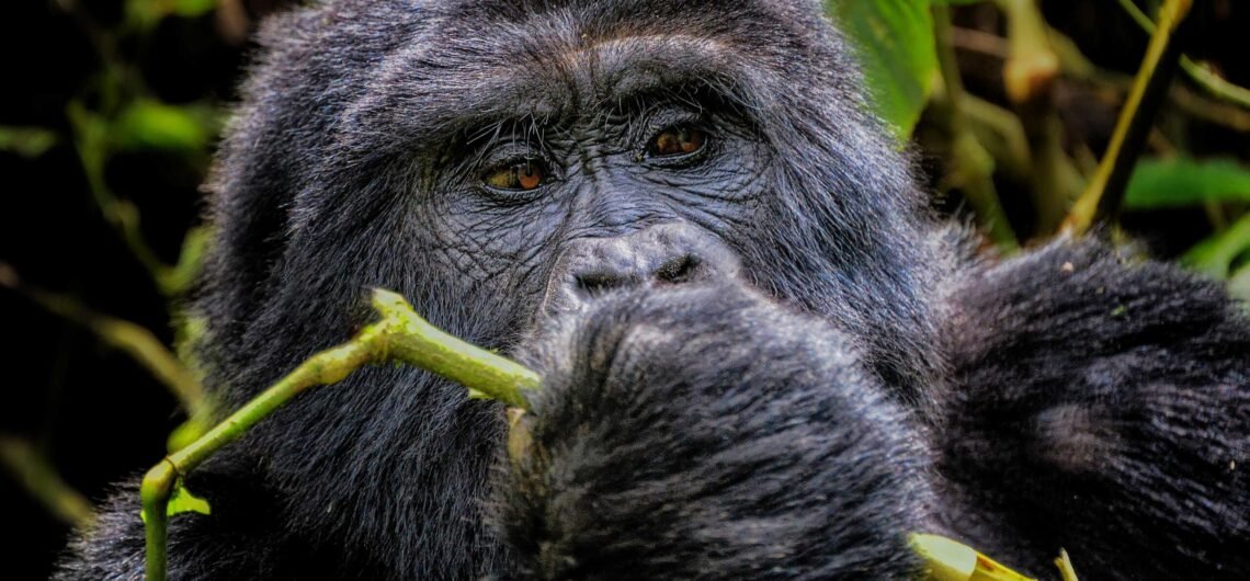 Family Safaris to Bwindi for Gorilla Trekking