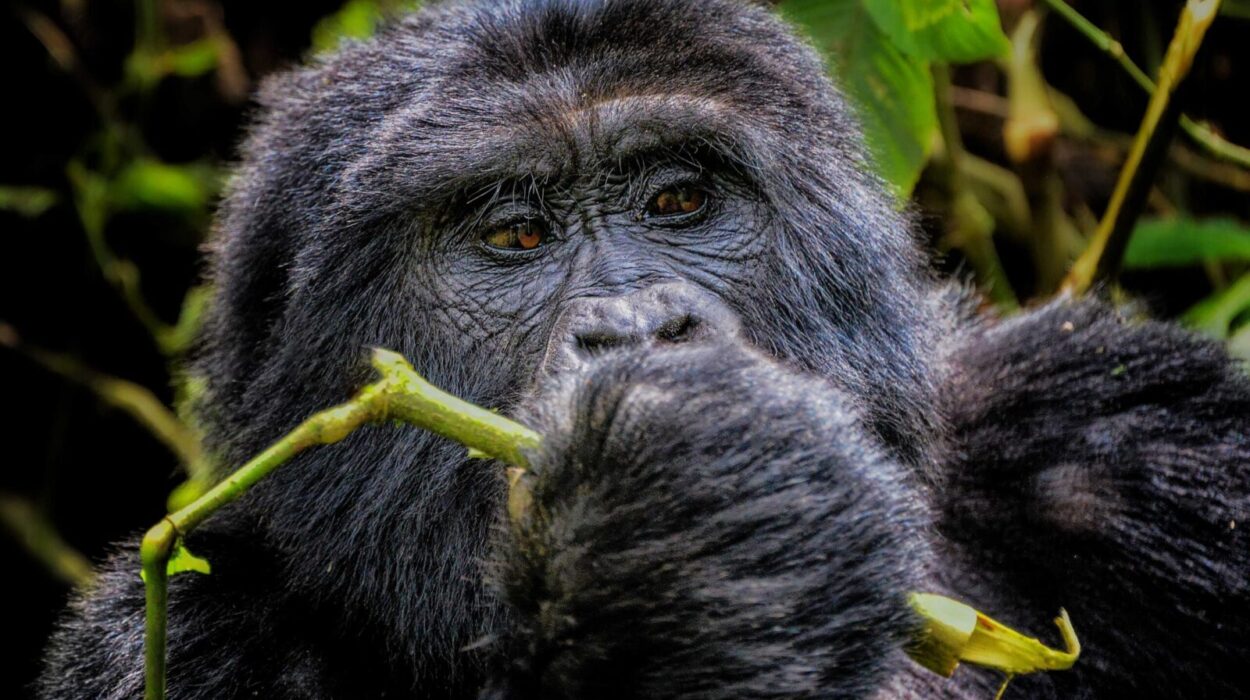 Family Safaris to Bwindi for Gorilla Trekking