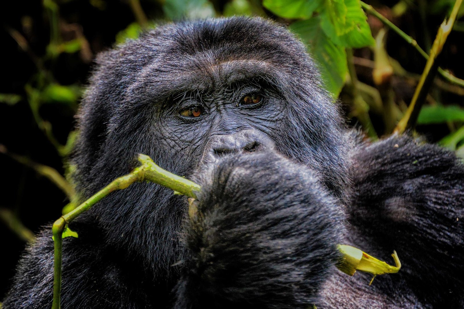 Family Safaris to Bwindi for Gorilla Trekking