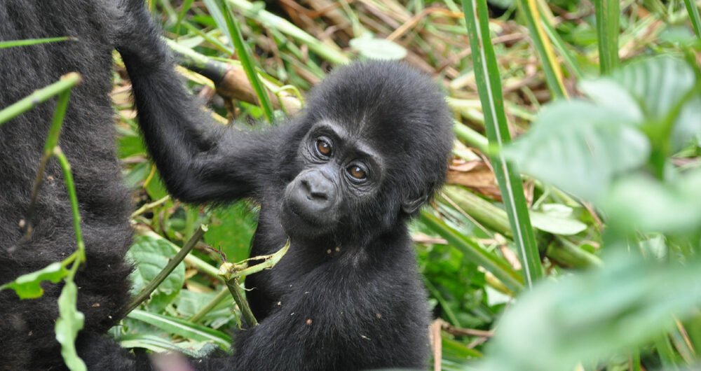 Gorilla Tracking Adventure in Uganda