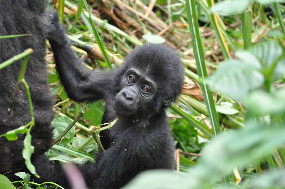 Gorilla Tracking Adventure in Uganda