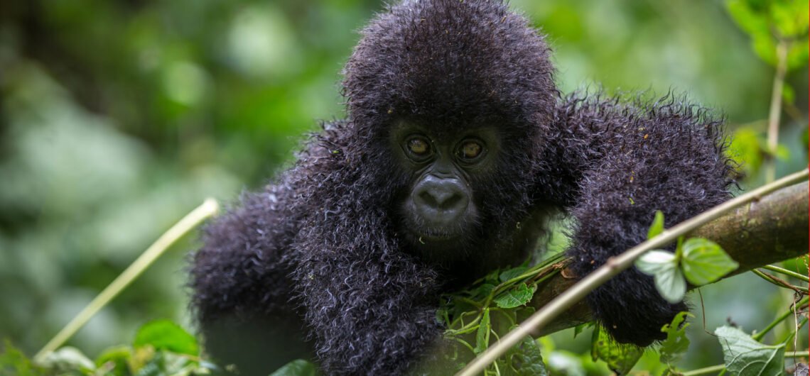 Gorilla filming in Uganda