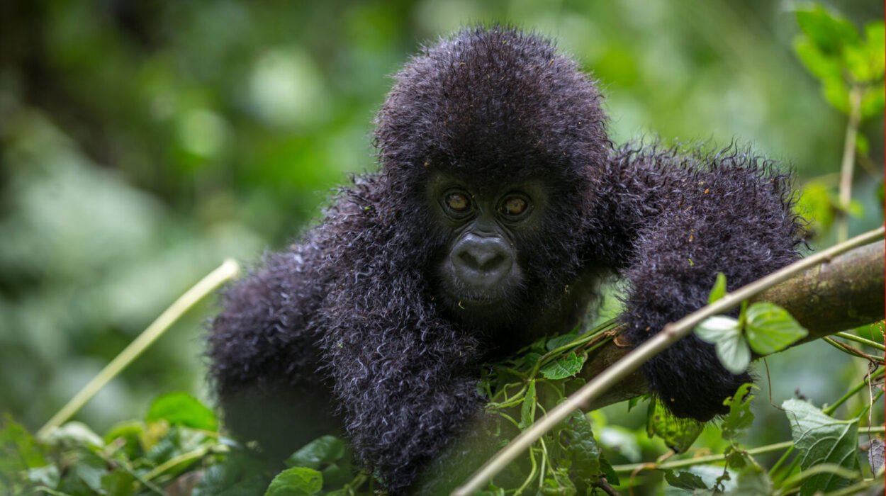 Gorilla filming in Uganda
