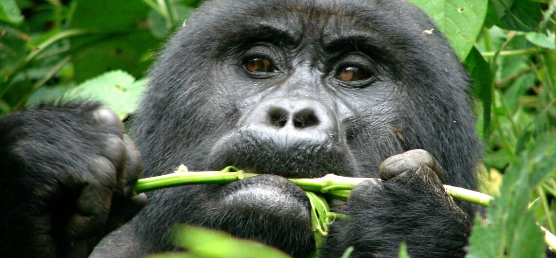 Low Season Gorilla Trekking Safaris in Uganda