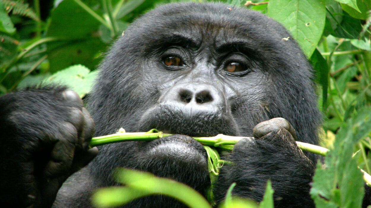 Low Season Gorilla Trekking Safaris in Uganda