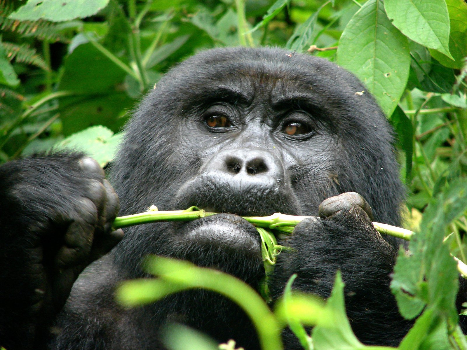 Low Season Gorilla Trekking Safaris in Uganda