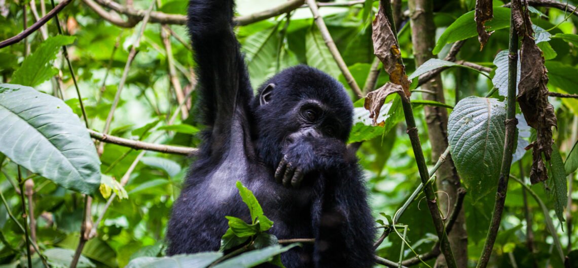 Packing Food for Gorilla Trekking