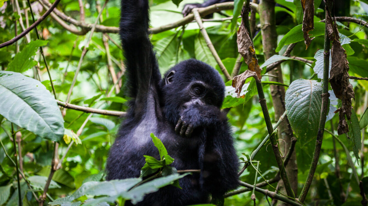 Packing Food for Gorilla Trekking