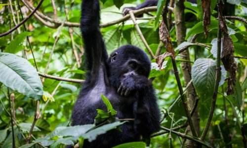 Packing Food for Gorilla Trekking