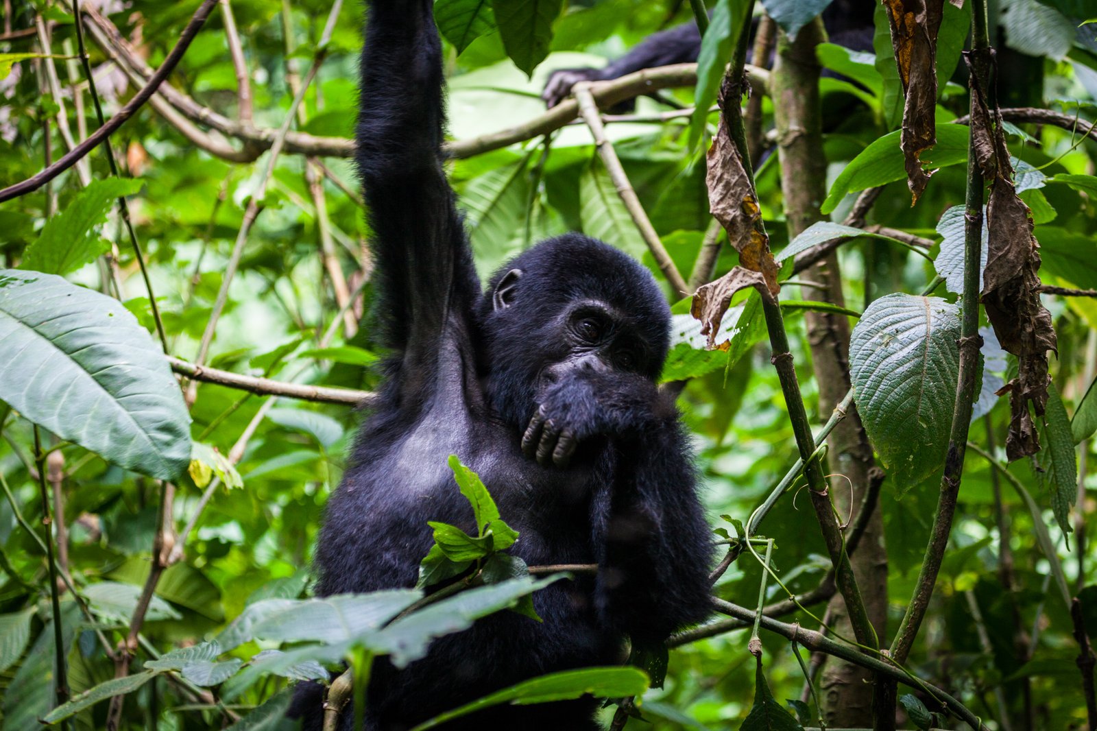 Packing Food for Gorilla Trekking