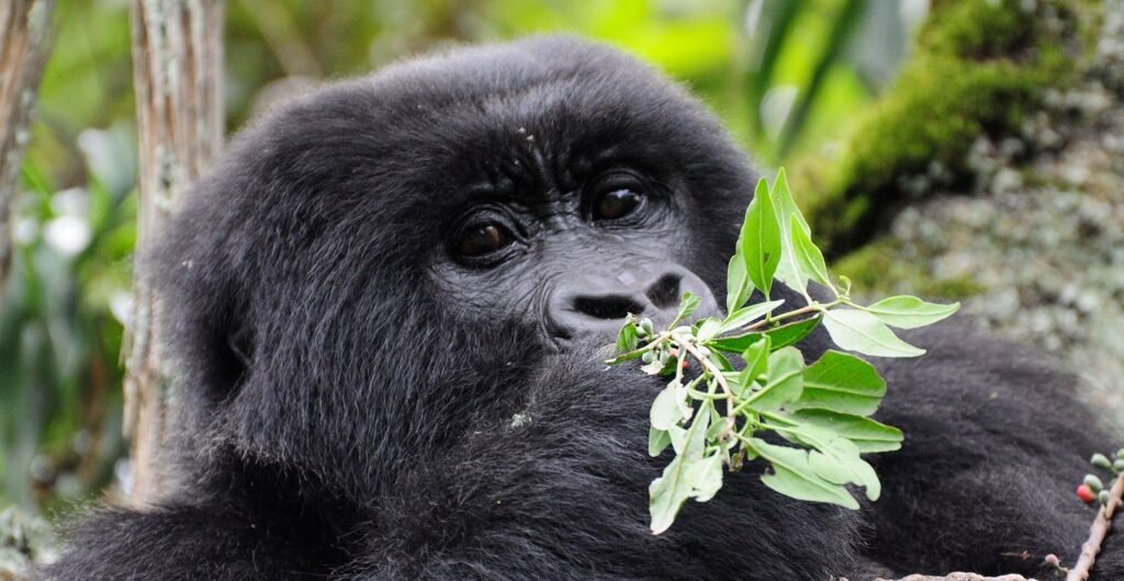 Private charter gorilla safaris