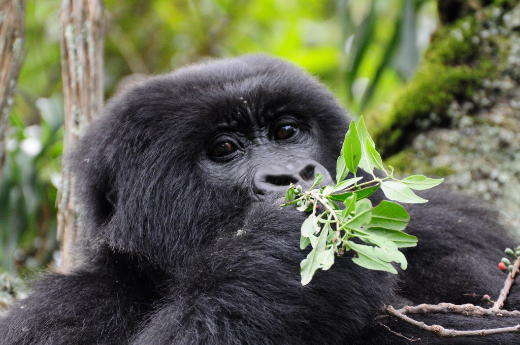 Private charter gorilla safaris