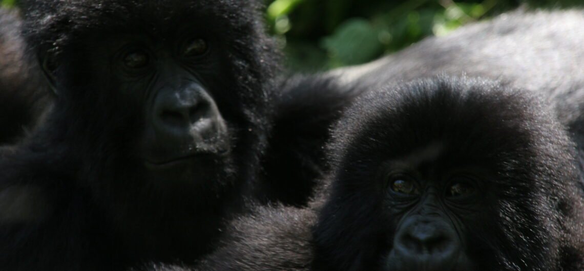 Tailor-Made Gorilla Trekking Safaris.