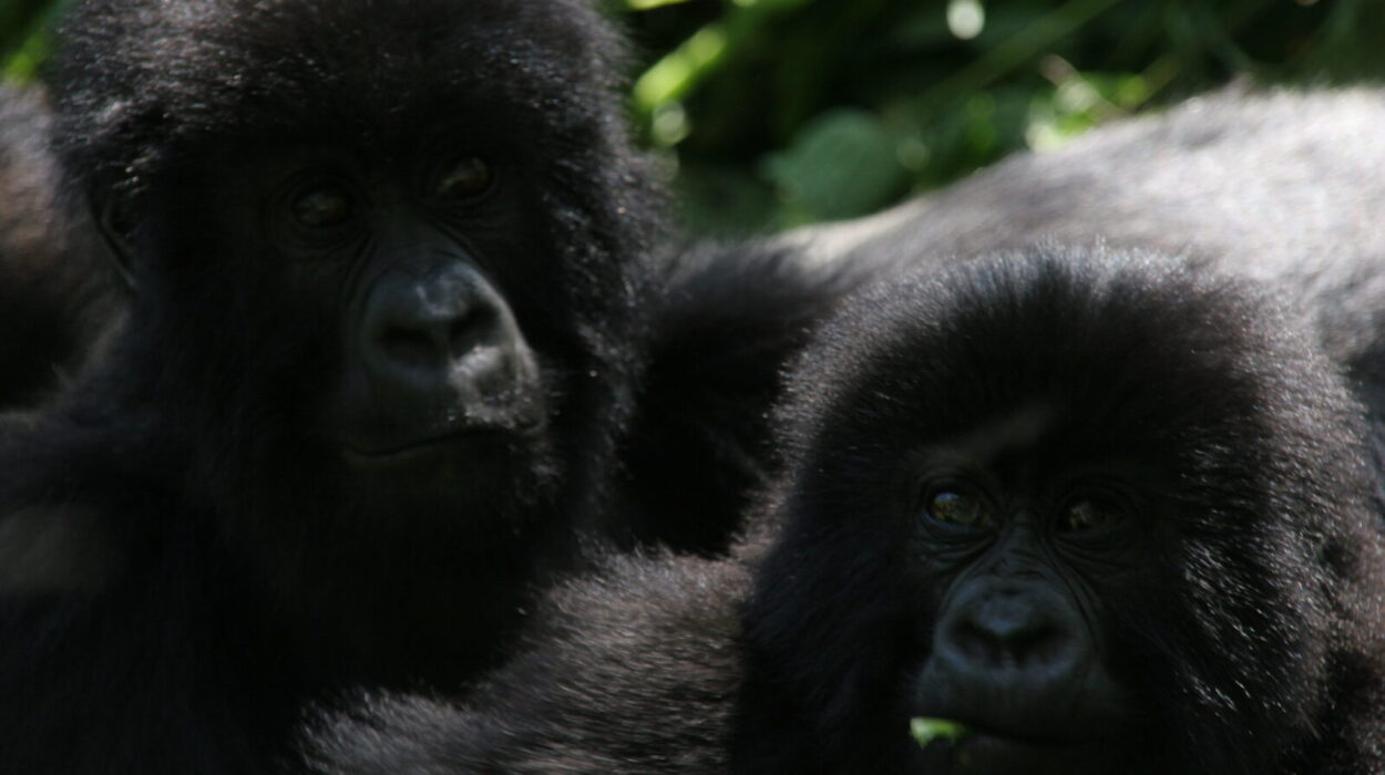 Tailor-Made Gorilla Trekking Safaris.