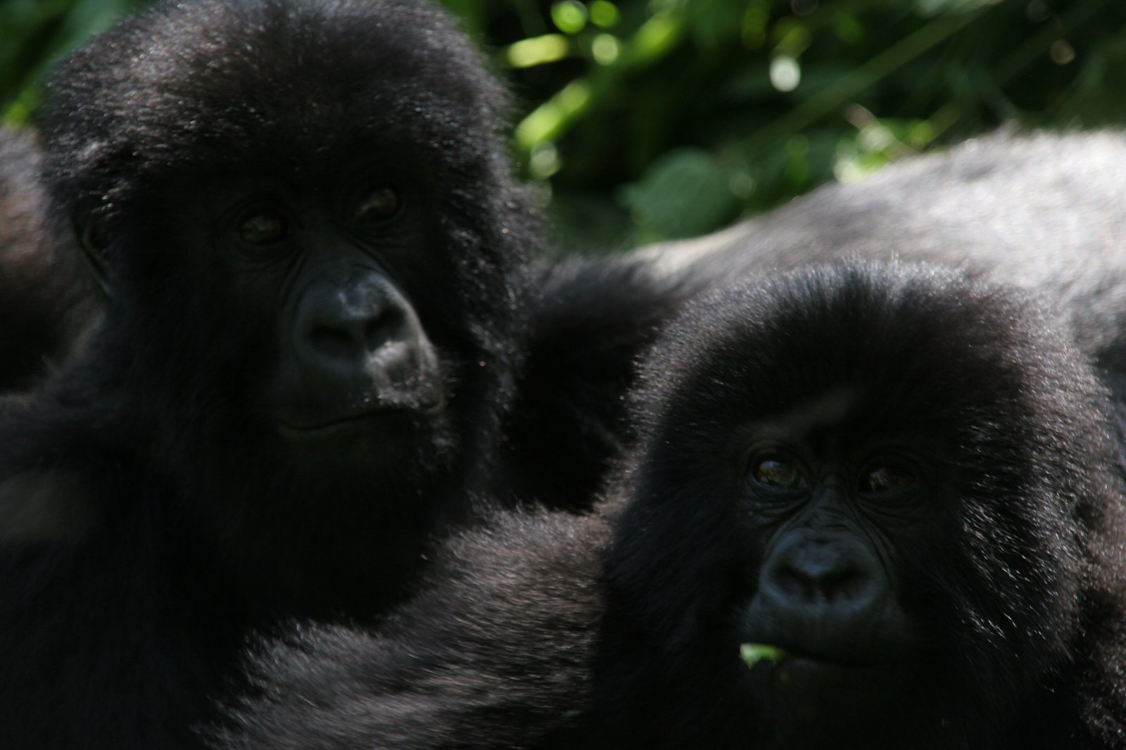 Tailor-Made Gorilla Trekking Safaris.