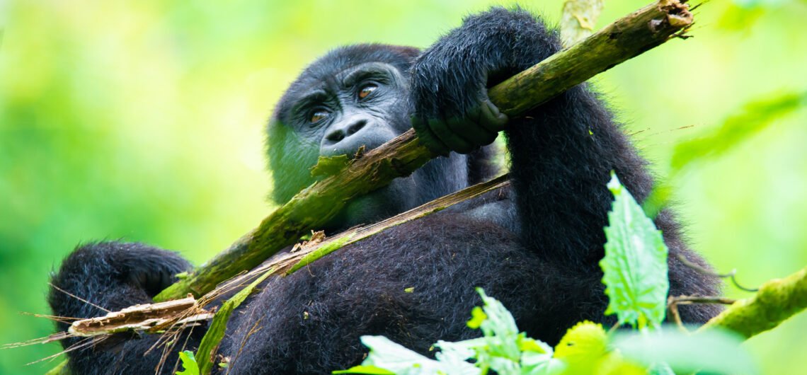 Uganda’s Mountain Gorilla Population