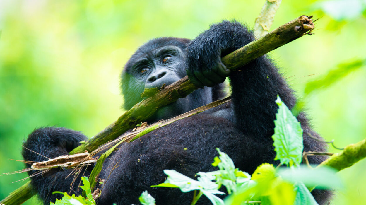 Uganda’s Mountain Gorilla Population