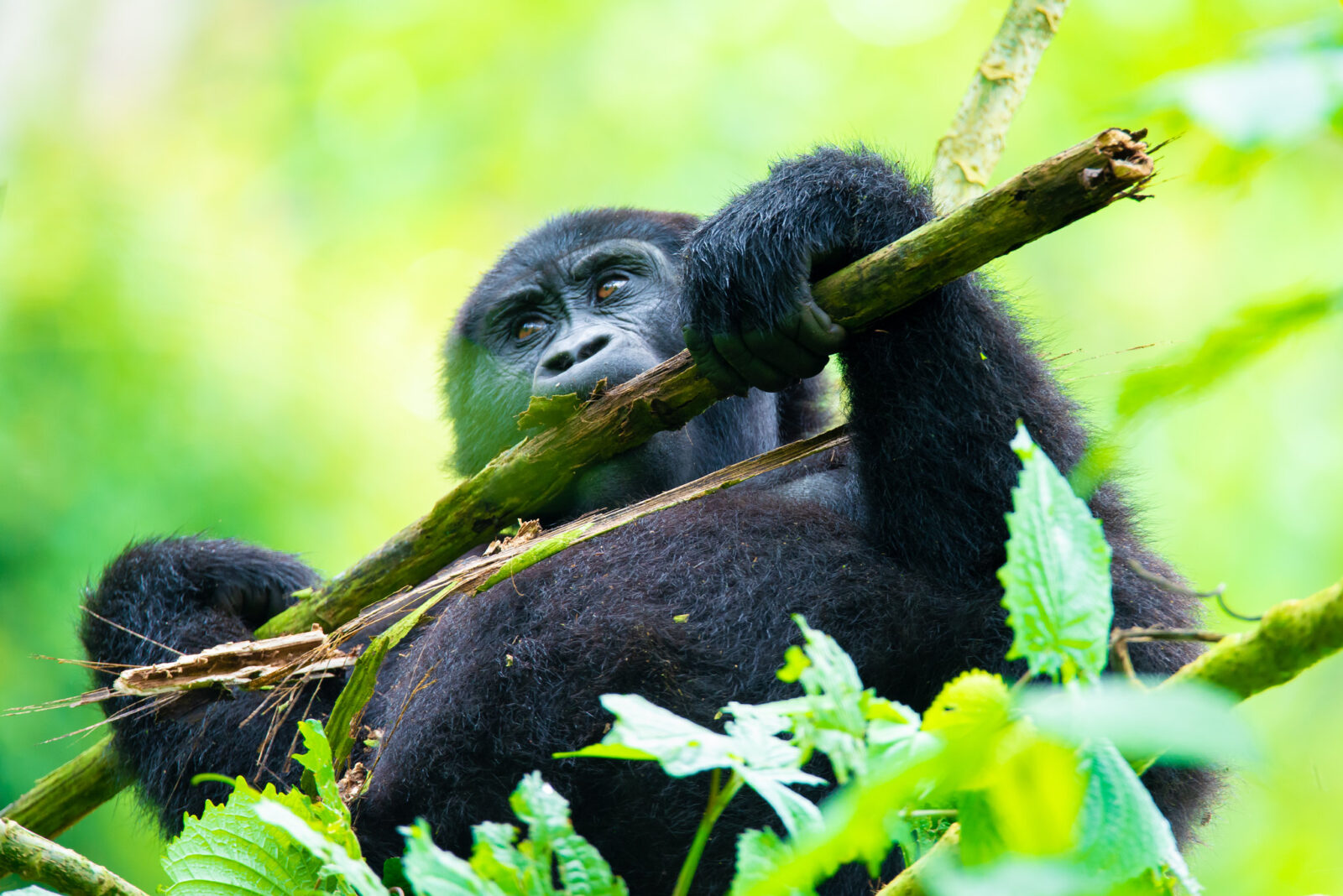 Uganda’s Mountain Gorilla Population