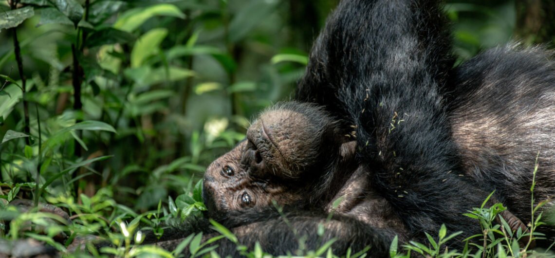 05 Days Chimpanzees and Gorilla trekking