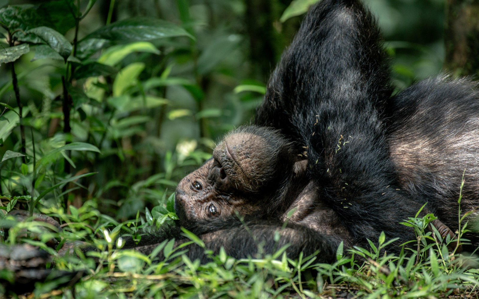 05 Days Chimpanzees and Gorilla trekking