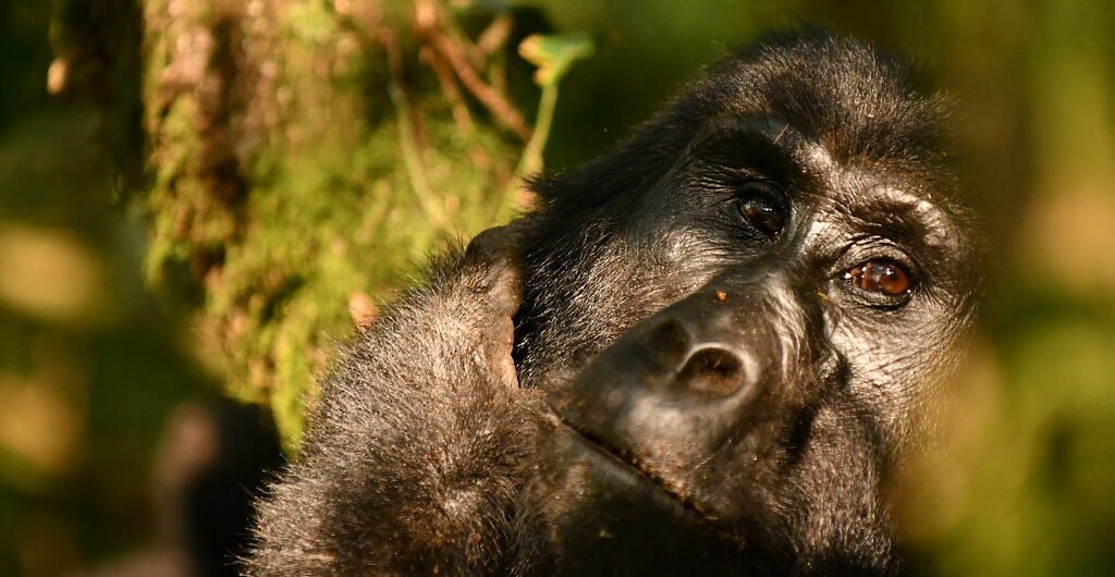 08 Days Uganda Wildlife Safari Experience 