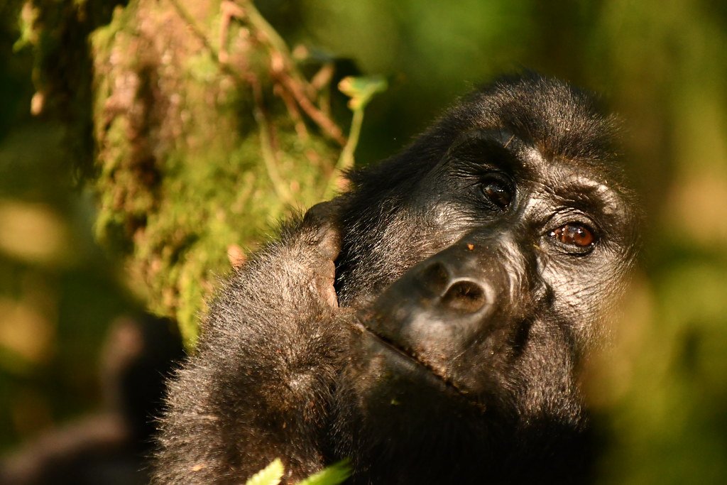 08 Days Uganda Wildlife Safari Experience 