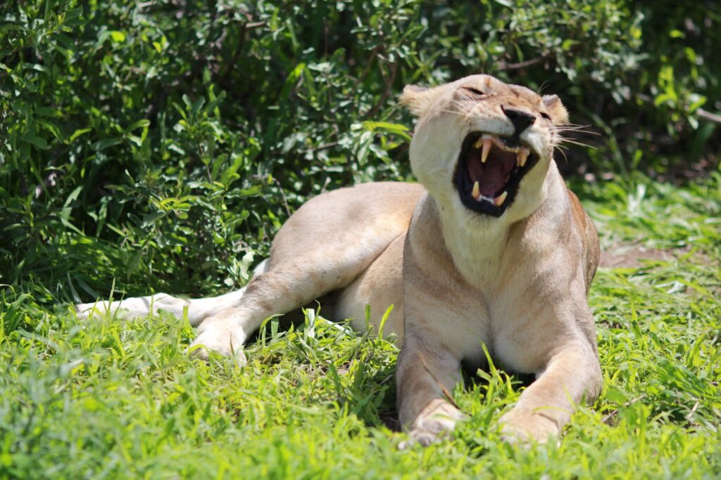 10 Days Tanzania Wildlife Safari