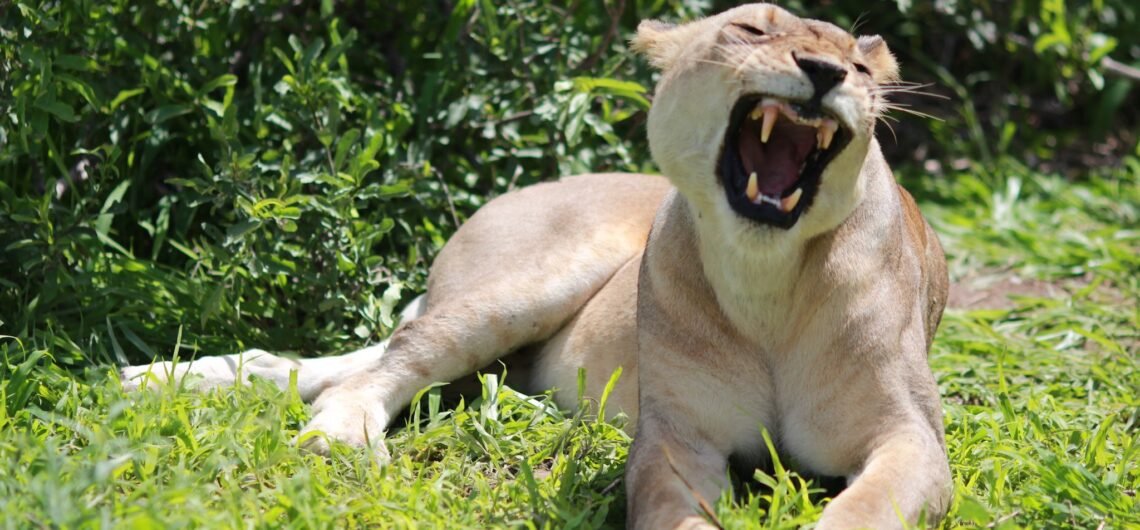 10 Days Tanzania Wildlife Safari