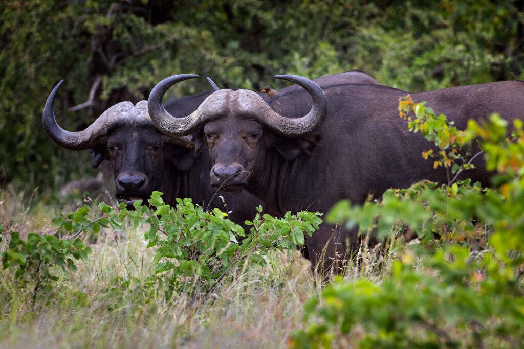 10 Days Uganda Safari Experience